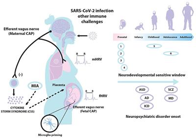 A Translational Perspective of Maternal Immune Activation by SARS-CoV-2 on the Potential Prenatal Origin of Neurodevelopmental Disorders: The Role of the Cholinergic Anti-inflammatory Pathway